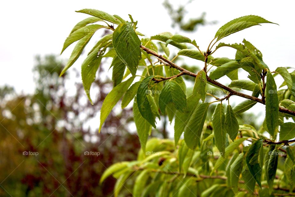 A beautiful vibrant green leafed tree in Southern Jersey on a rainy day.