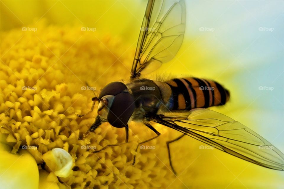 Macro bee