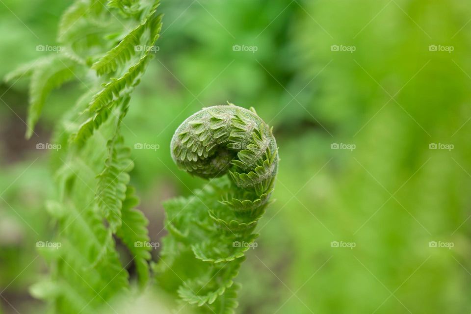 fern leaf