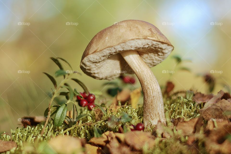 Photo of a mushroom Consecrated by the sun standing on a hillock. The mushroom looks at the red berries