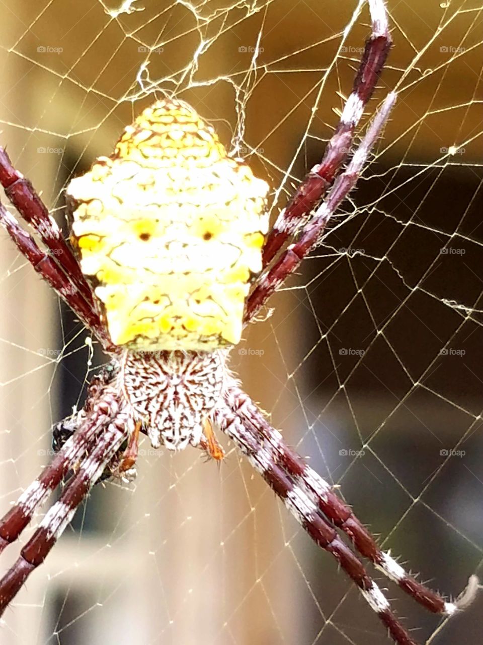 Spider, Trap, Web, Spiderweb, Nature