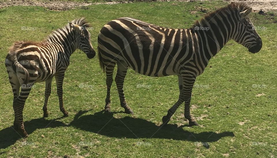 close up of two zebras. baby and mama