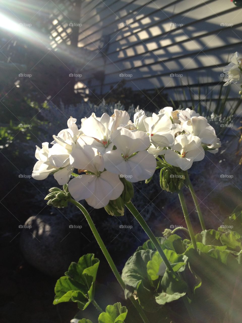 White flowers blooming in garden 