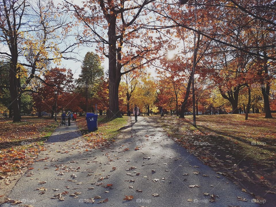 A park pathway splitting into two directions into an autumn scene. Bright leaves and colours, a few people walking in the distance