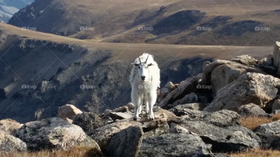 Mountain Goat Beartooth Pass Wyoming