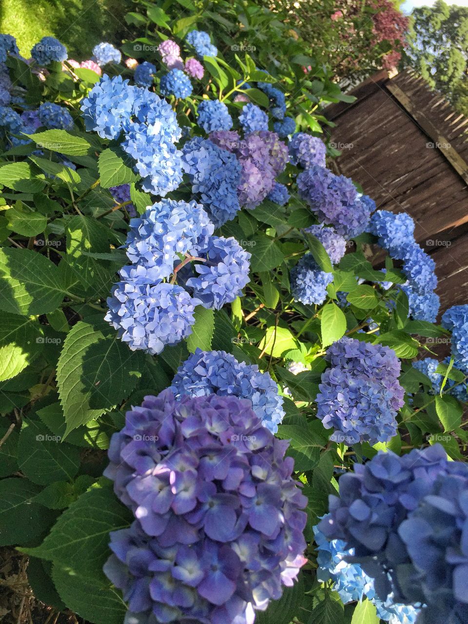 Hydrangea 