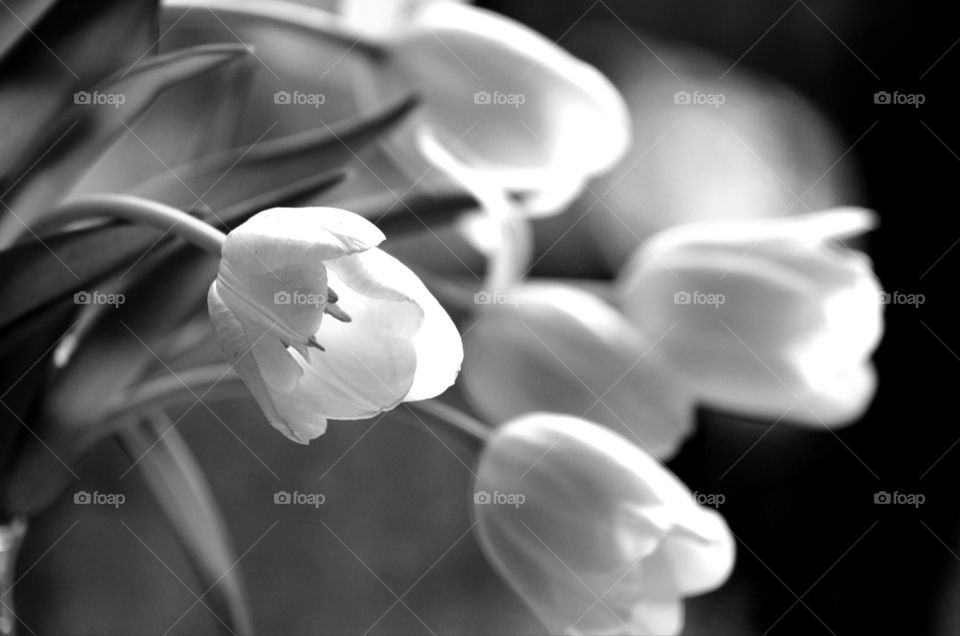 Tulips in the garden, black and white.