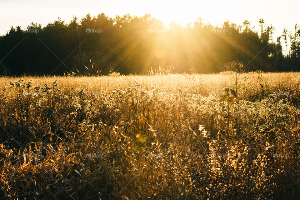 Golden field at sunset