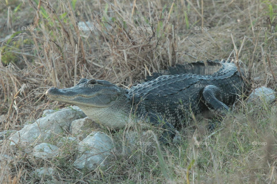 Florida Gator. Florida Wildlife - Lake Apopka