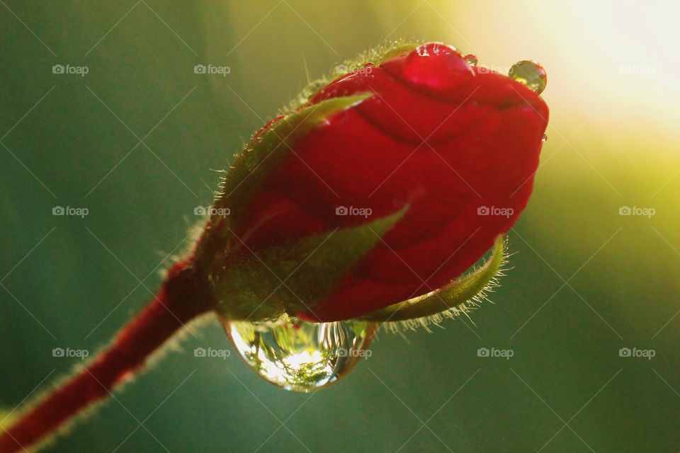 Tree Reflection in Water Drop