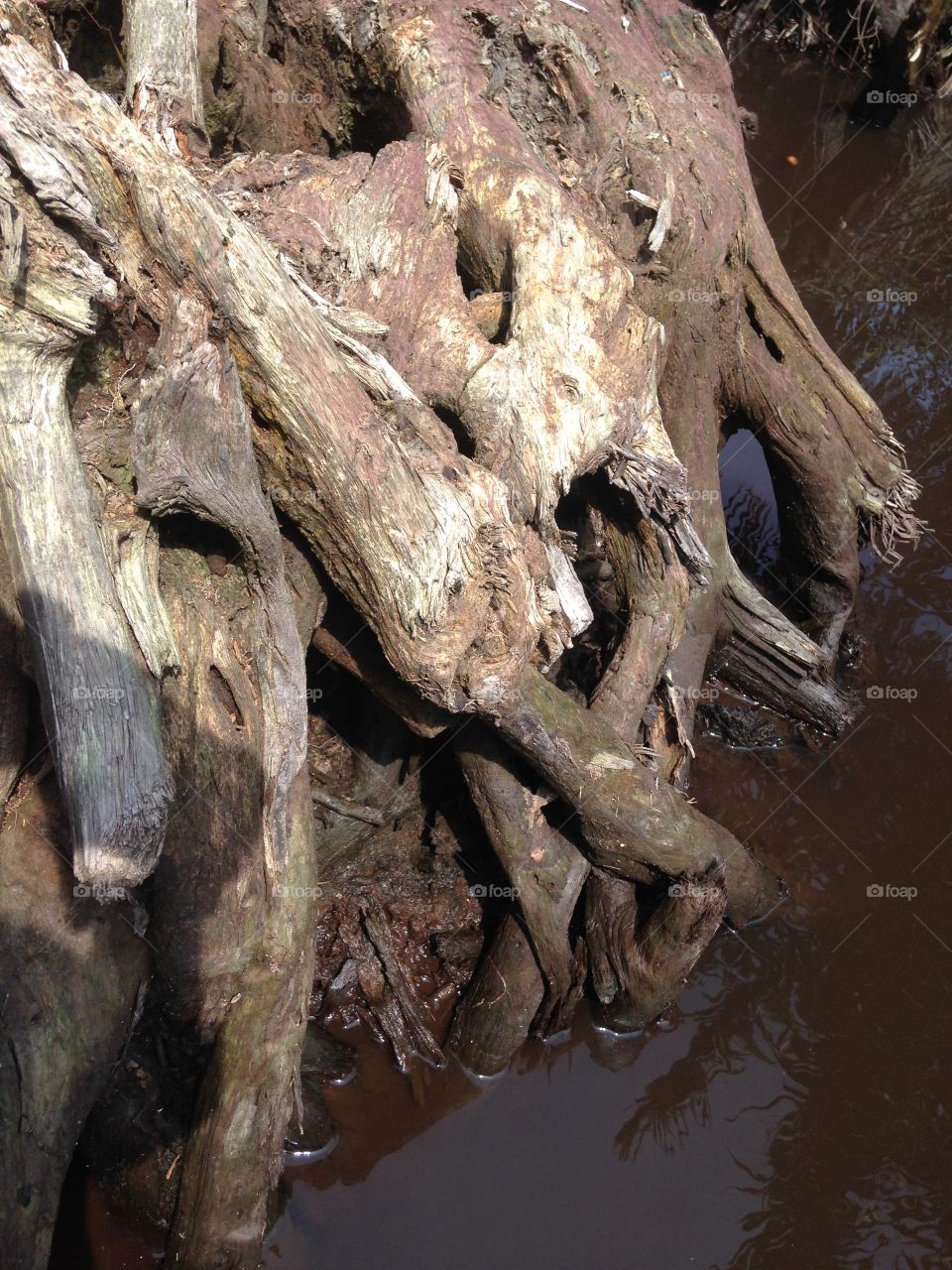 the art of tree line and shadow in the water