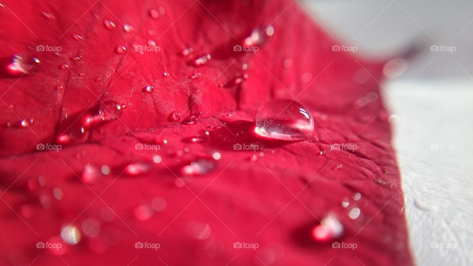 Water drops on red petal