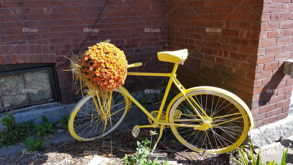fall bicycle
