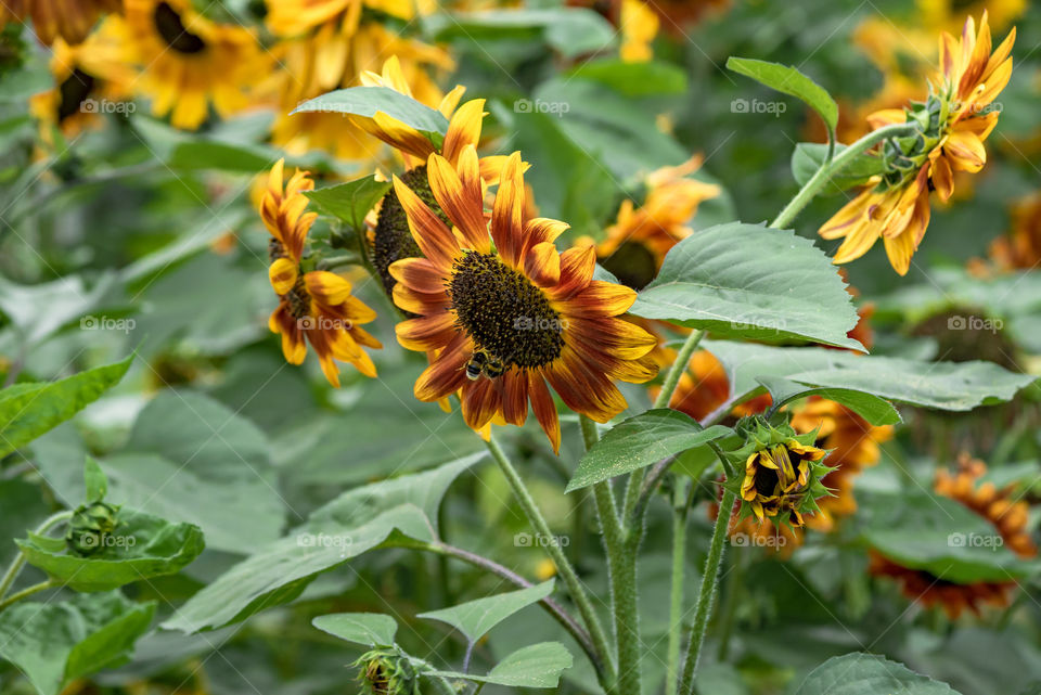 sunflowers bees and bumblebees