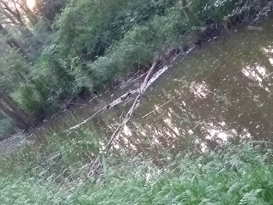 Treibholz im Fluss