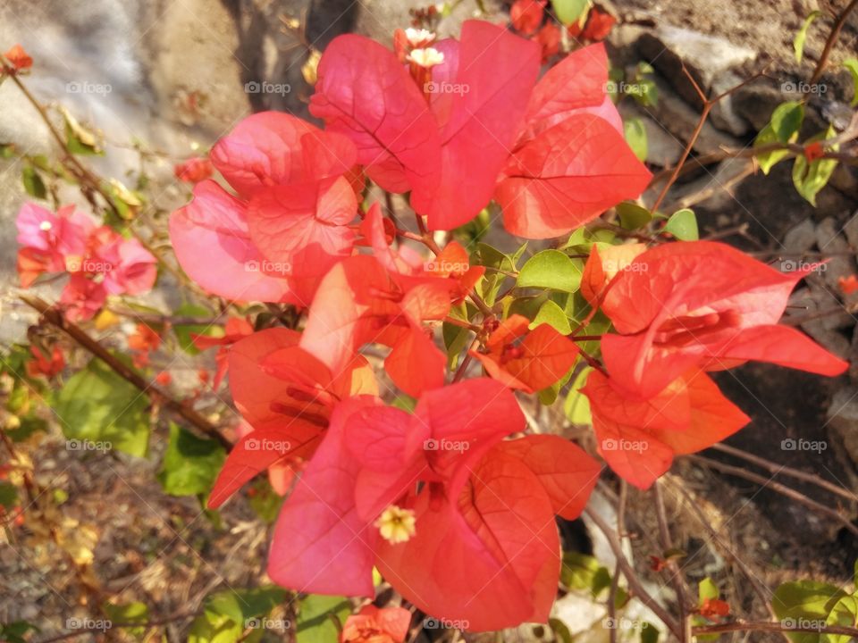 bougainvillea flower