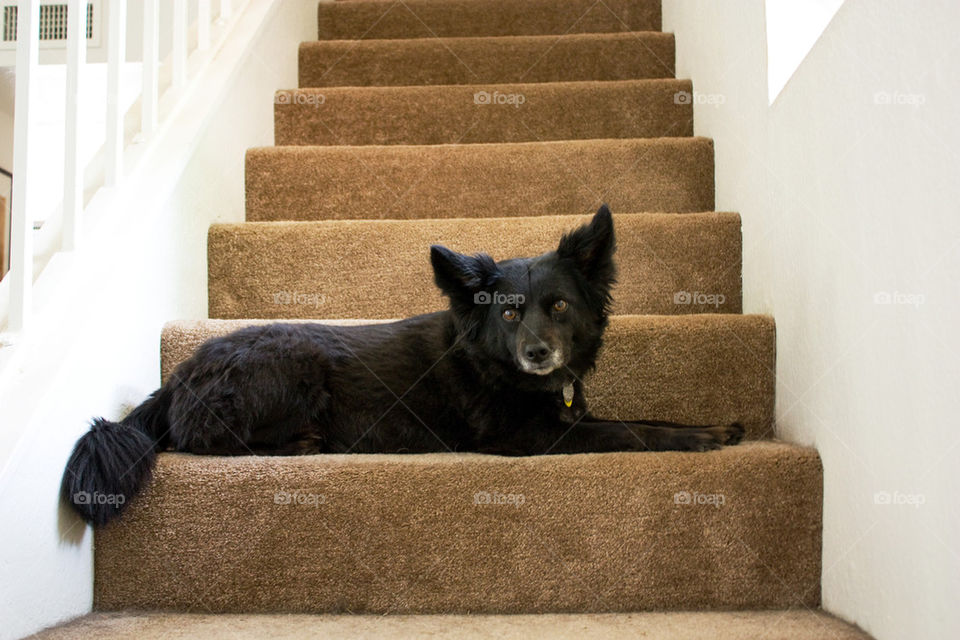 Dog on stairs