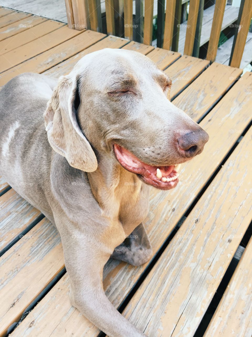 Resting Weimaraner 