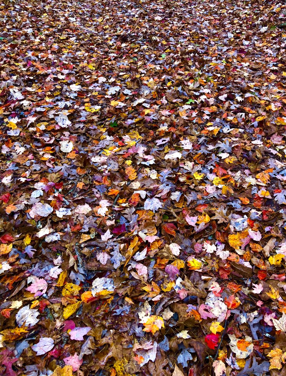 Fallen leaves make colorful pattern on ground in the rain