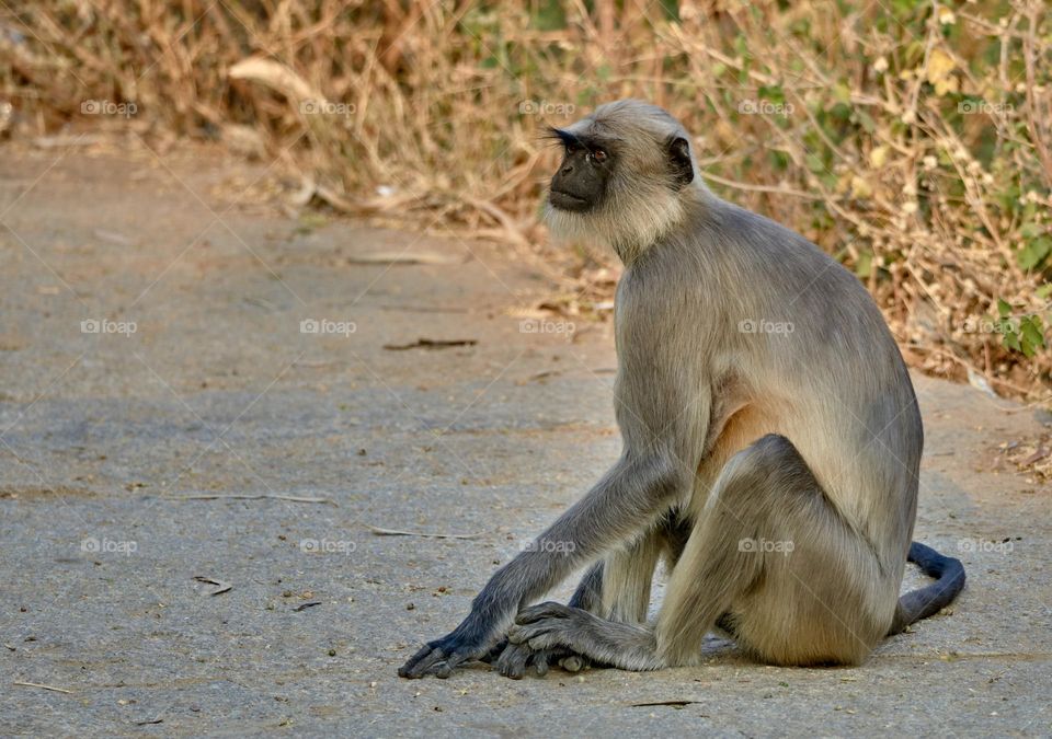 Animal photography - Monkey - Pose 