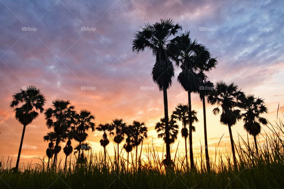 Silhouette of sugar palm in front of sunrise background