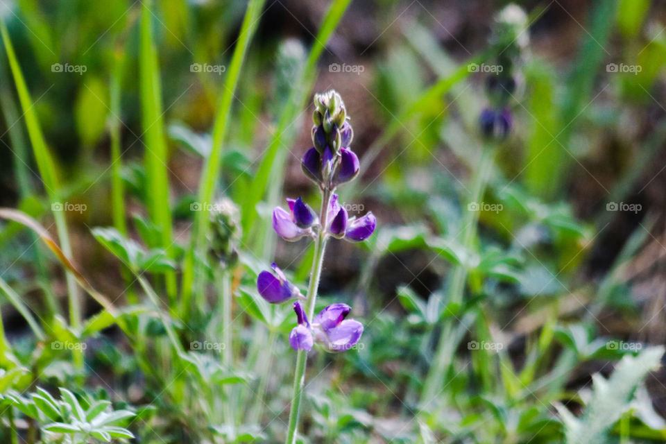 Forest wildflowers