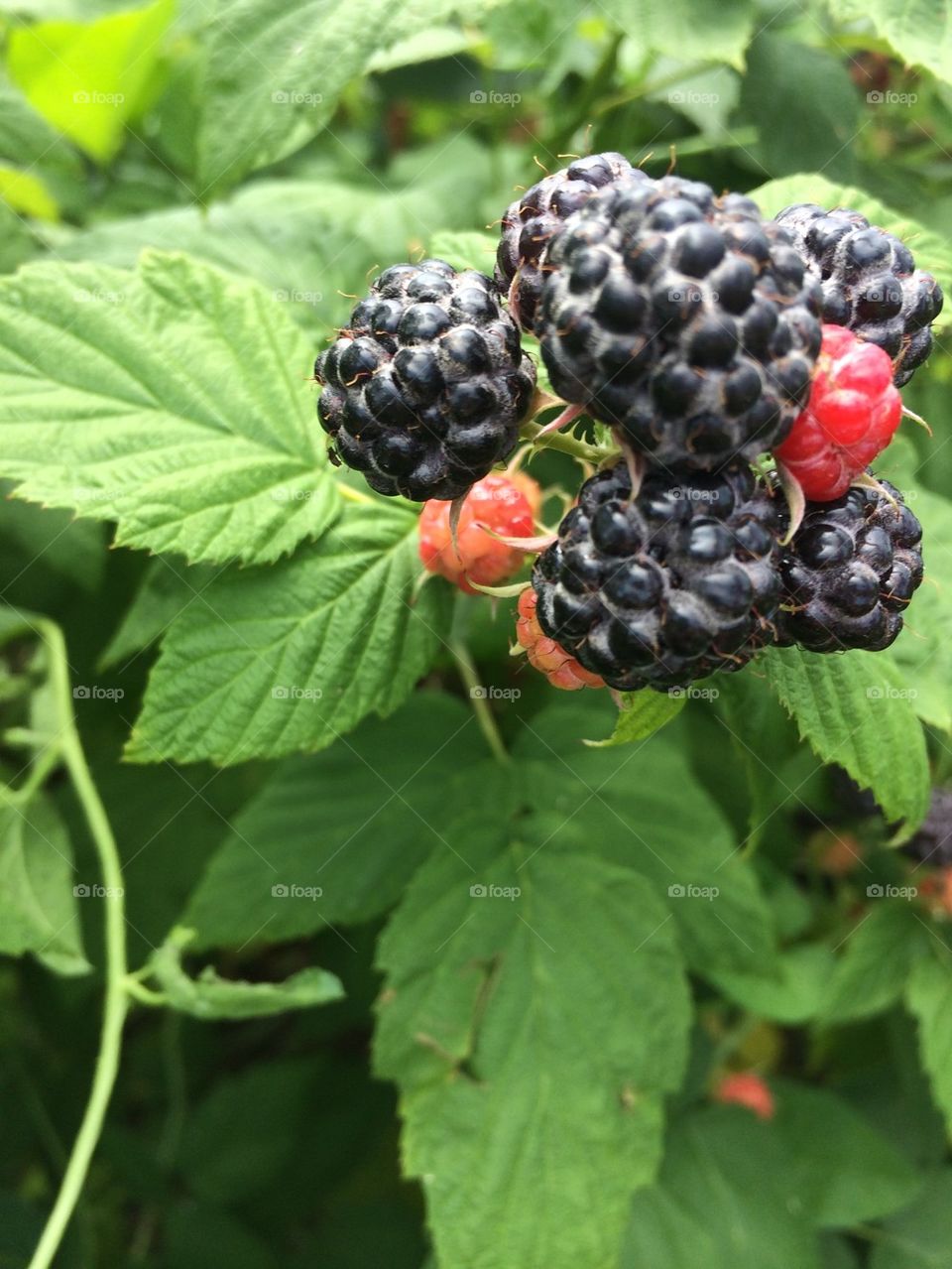 Raspberries