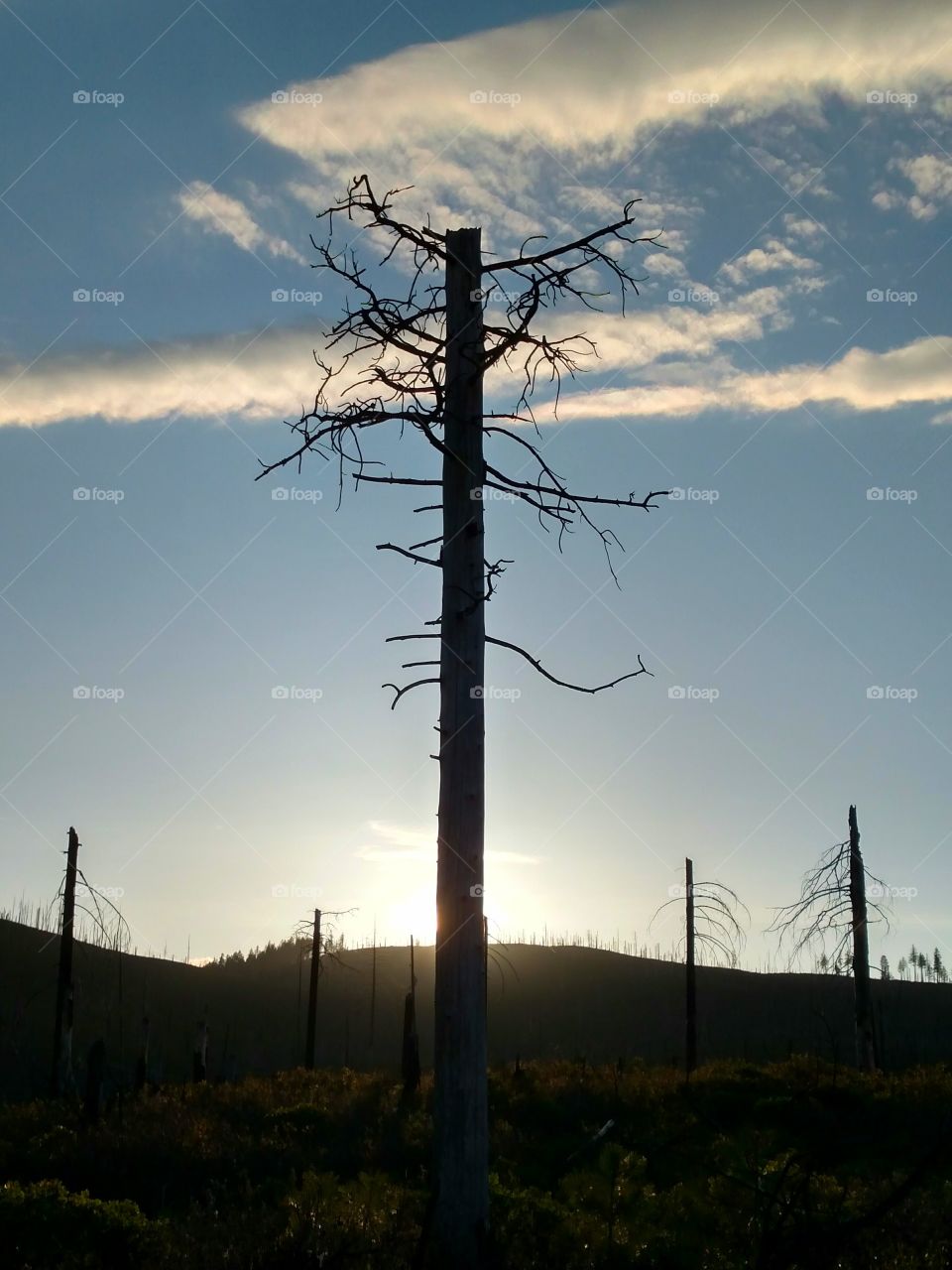 Tree in Burnt Mountain