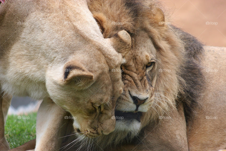 animal mammals zoo wildlife by kshapley