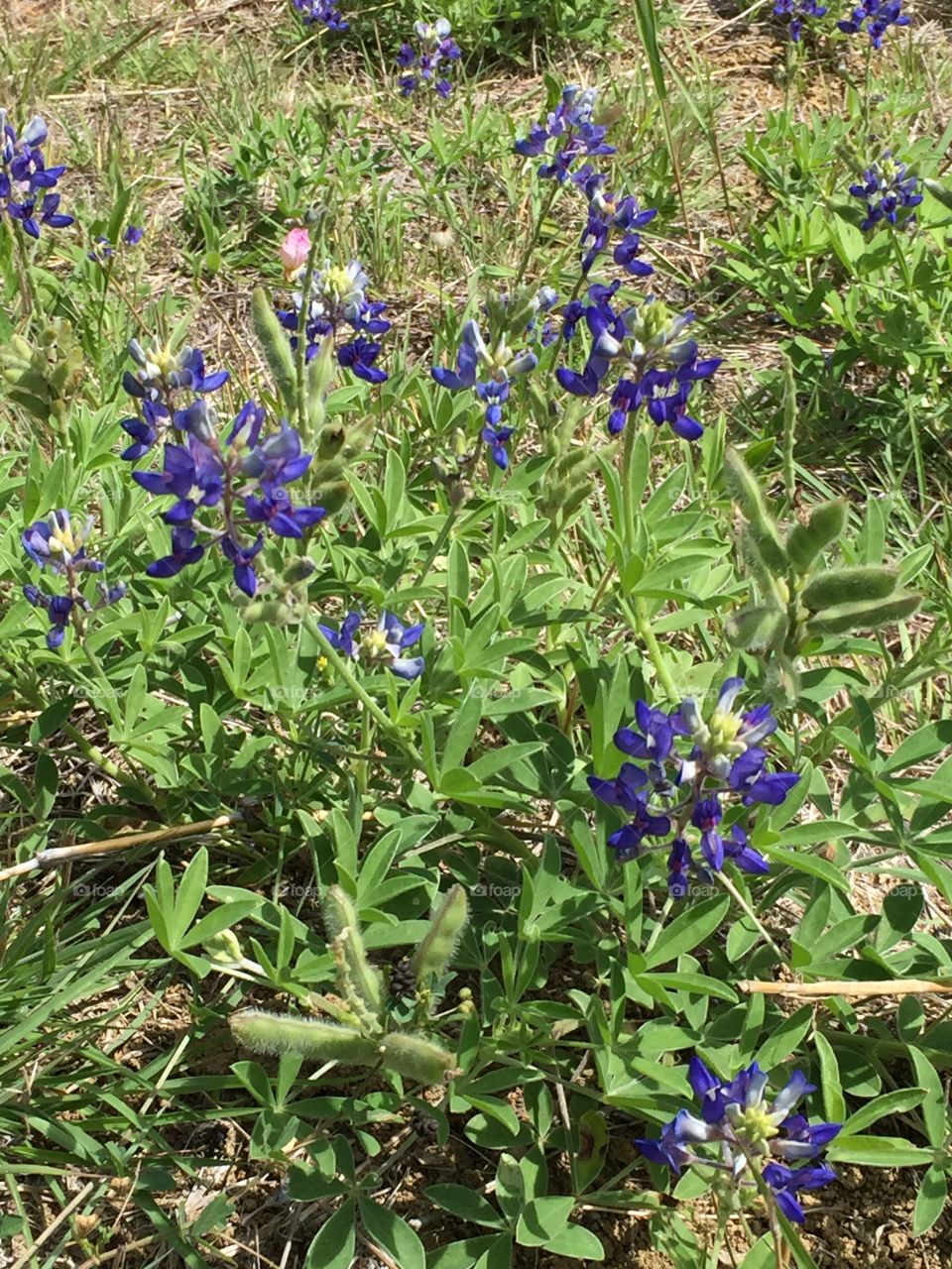 Bluebonnets