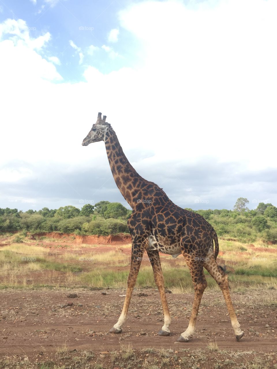 Animal giraffe 