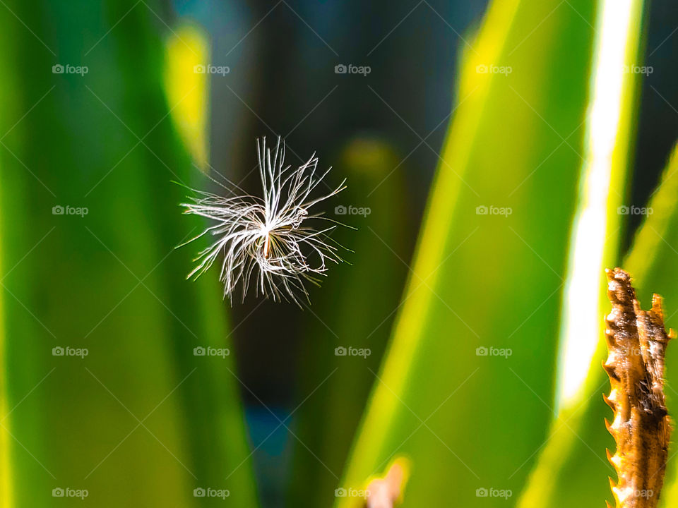 Dandelion seed floating down in the sky at sunset with sun rays illuminating it.