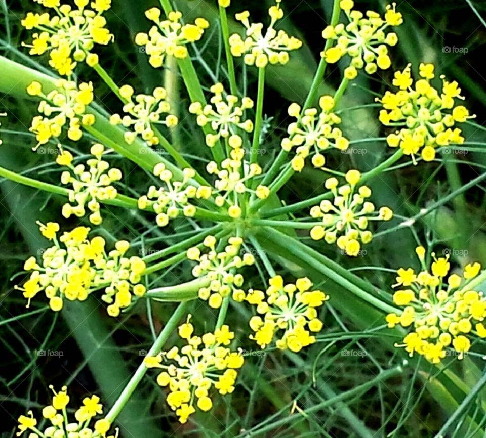 Dainty yellow zoo flowers