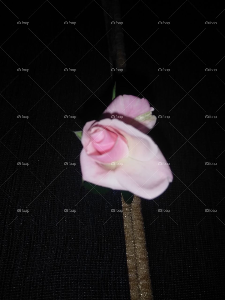 my garden rose