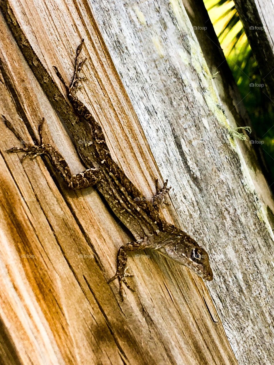 Lizards everywhere in South Florida.