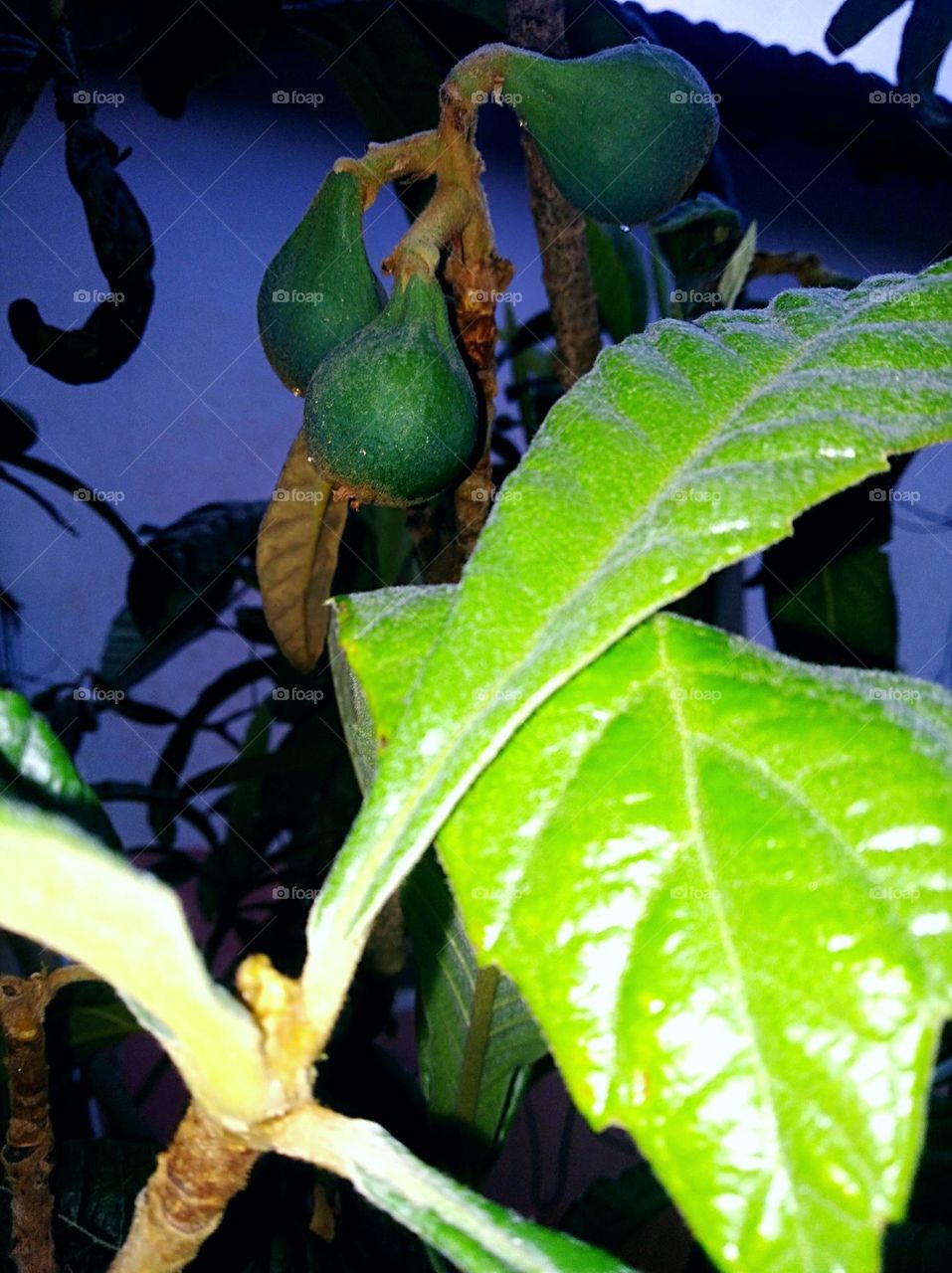 loquat fruit selective photography