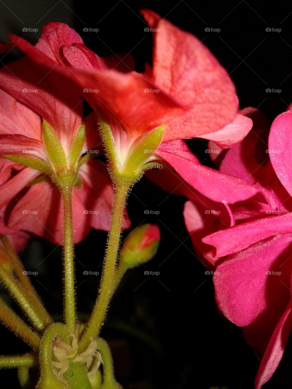 pink flower,bud,stem