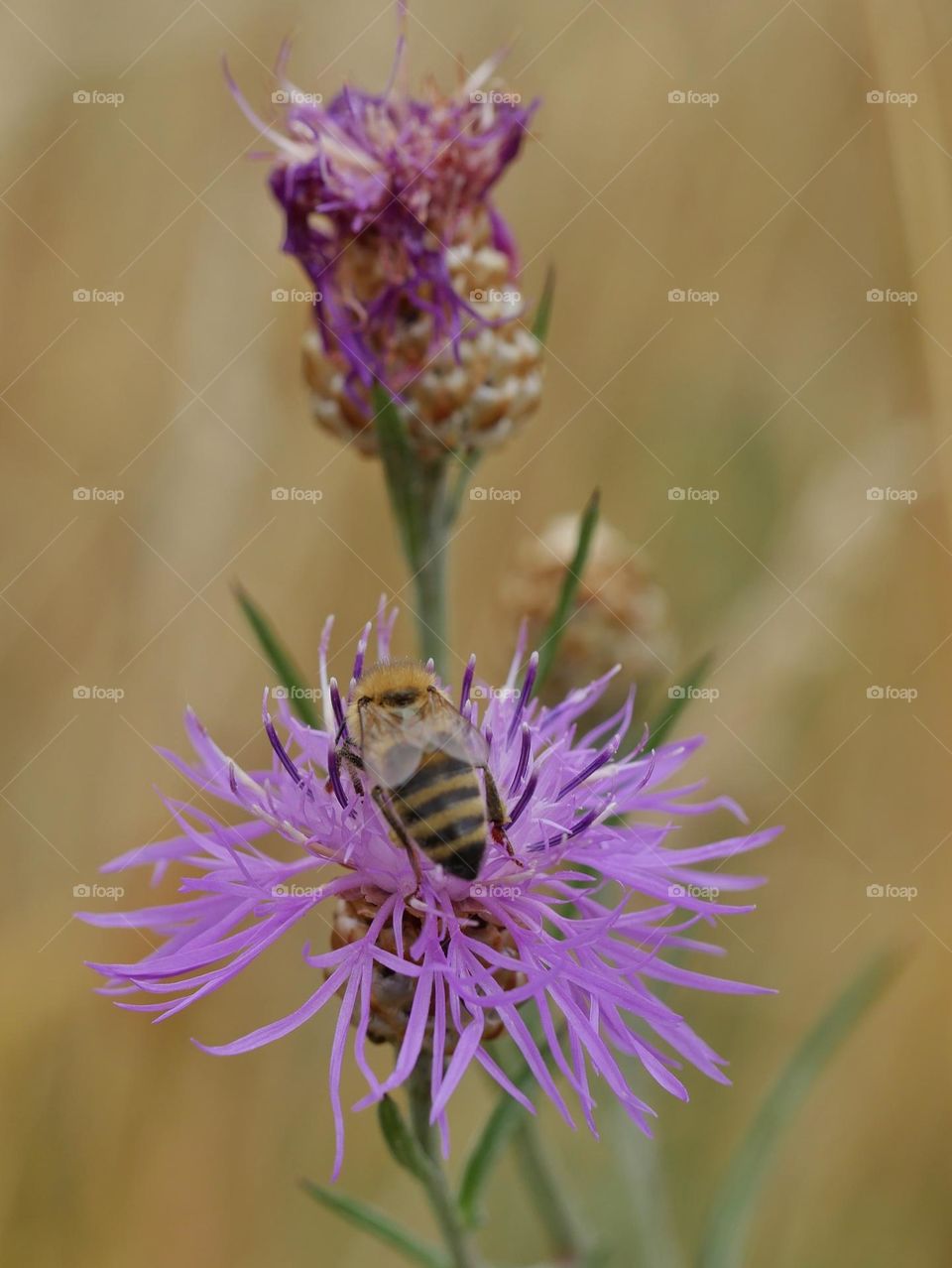 Wildbee pollinating knapweed flower