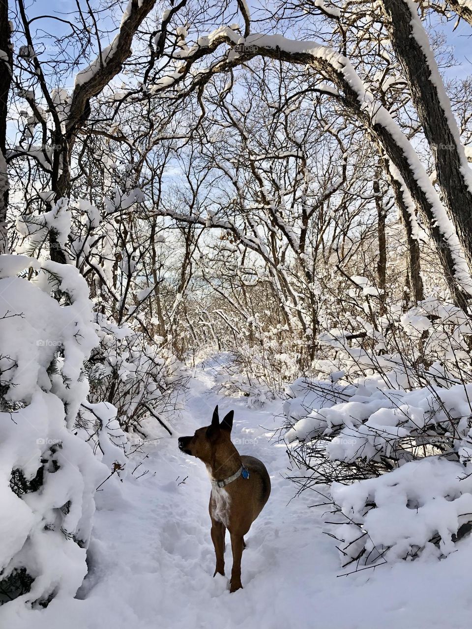 Walking in a magical winter wonderland with my best canine companion! 