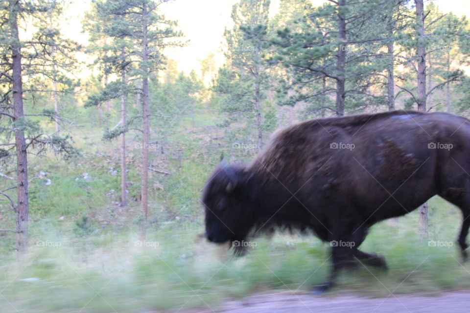 Bison