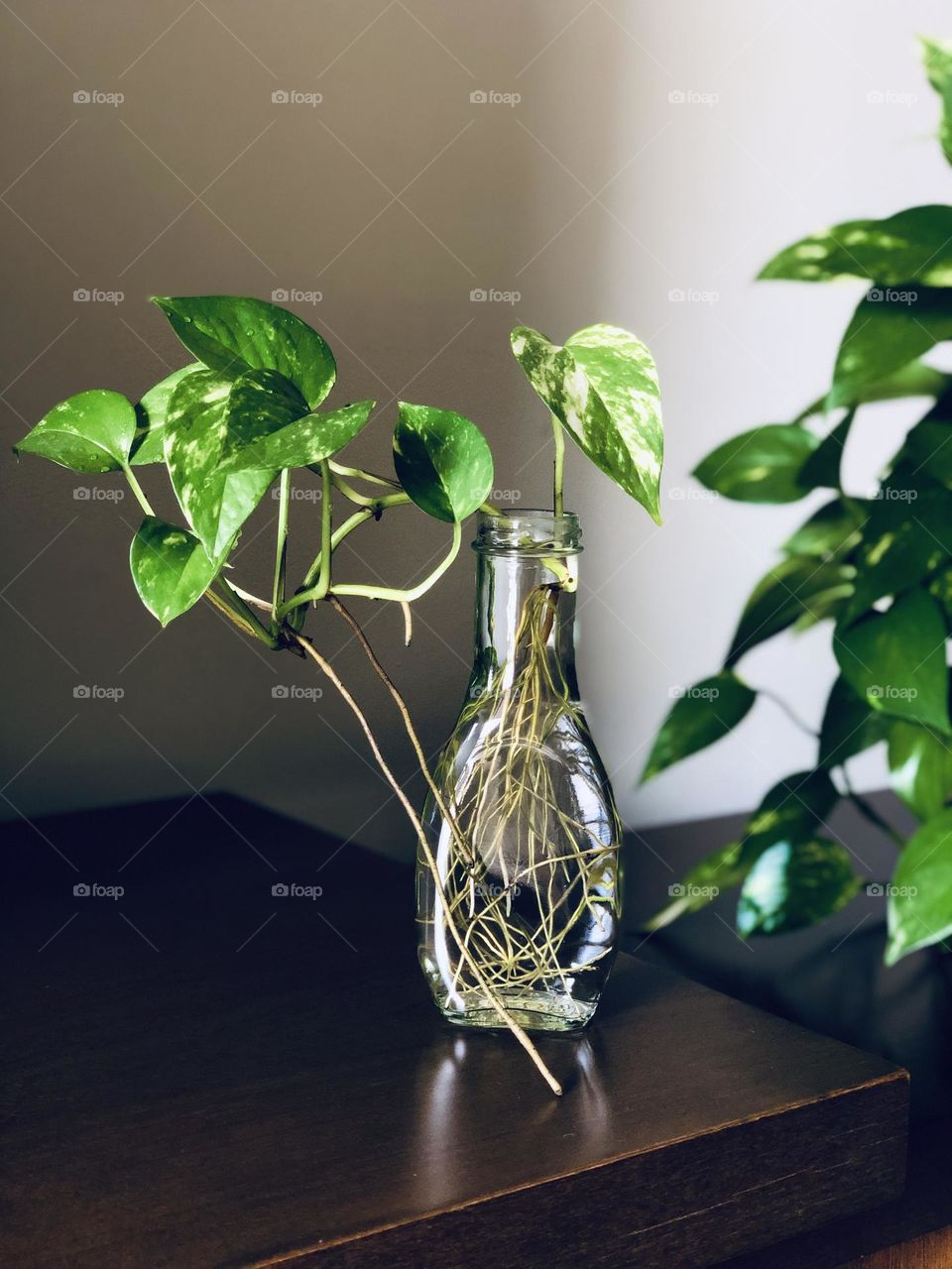 Plant on the bottle 