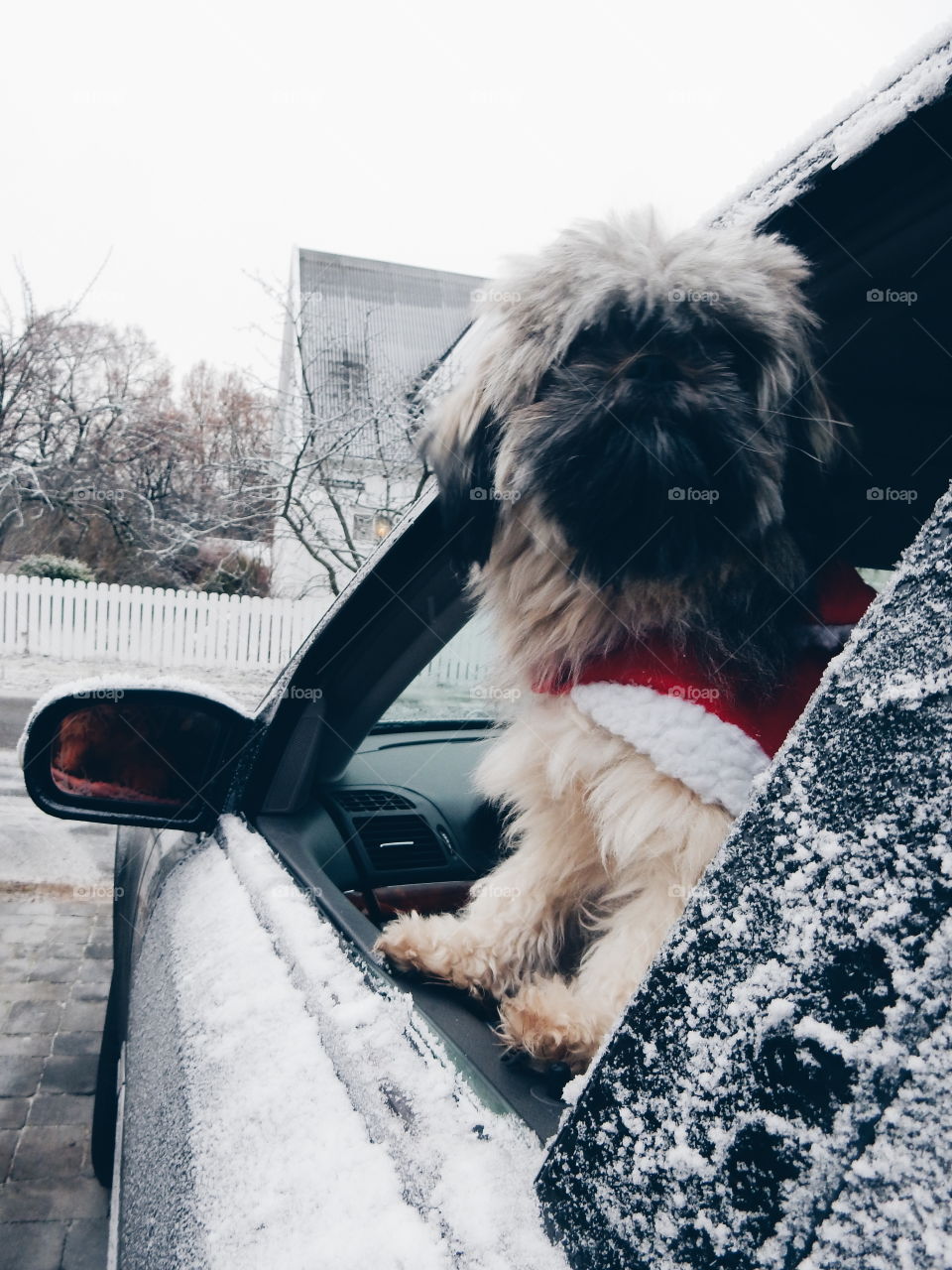 dog wearing chrismas clothing ready for a drive