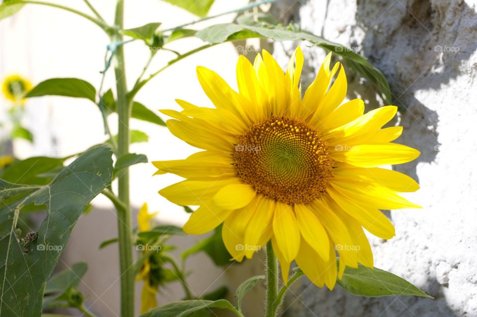 big yellow sunflower