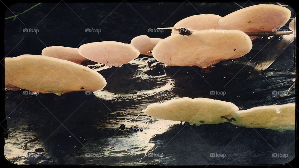 Mushroom forest Thailand 🌳🍂