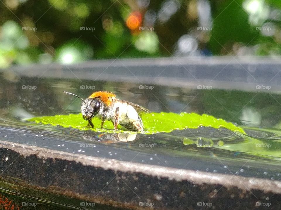 bee Biene trinken imme blatt Insekt gerettet