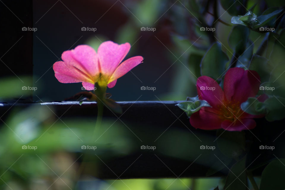 Two pink flowers, one in light, other in shade.