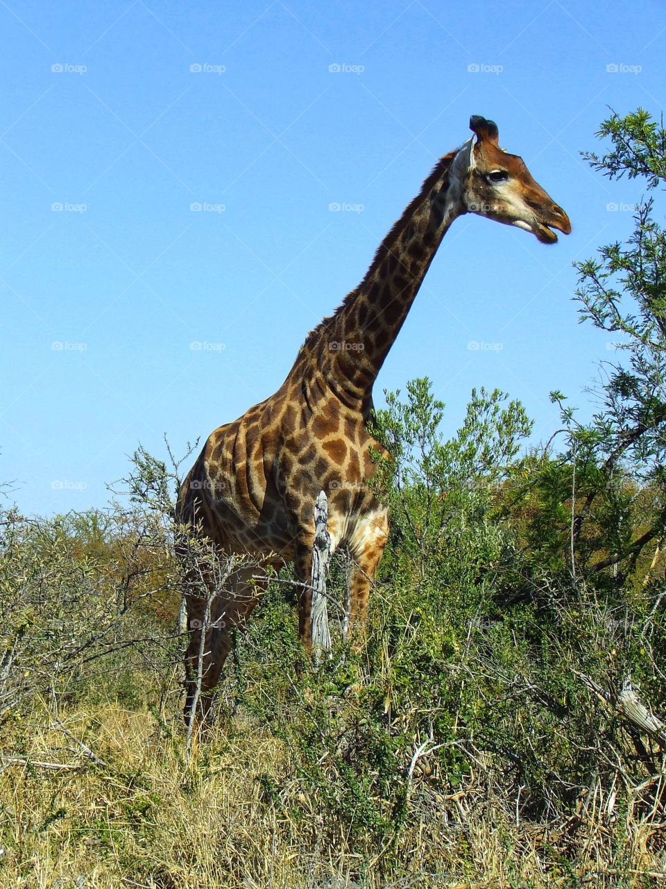 Giraffe