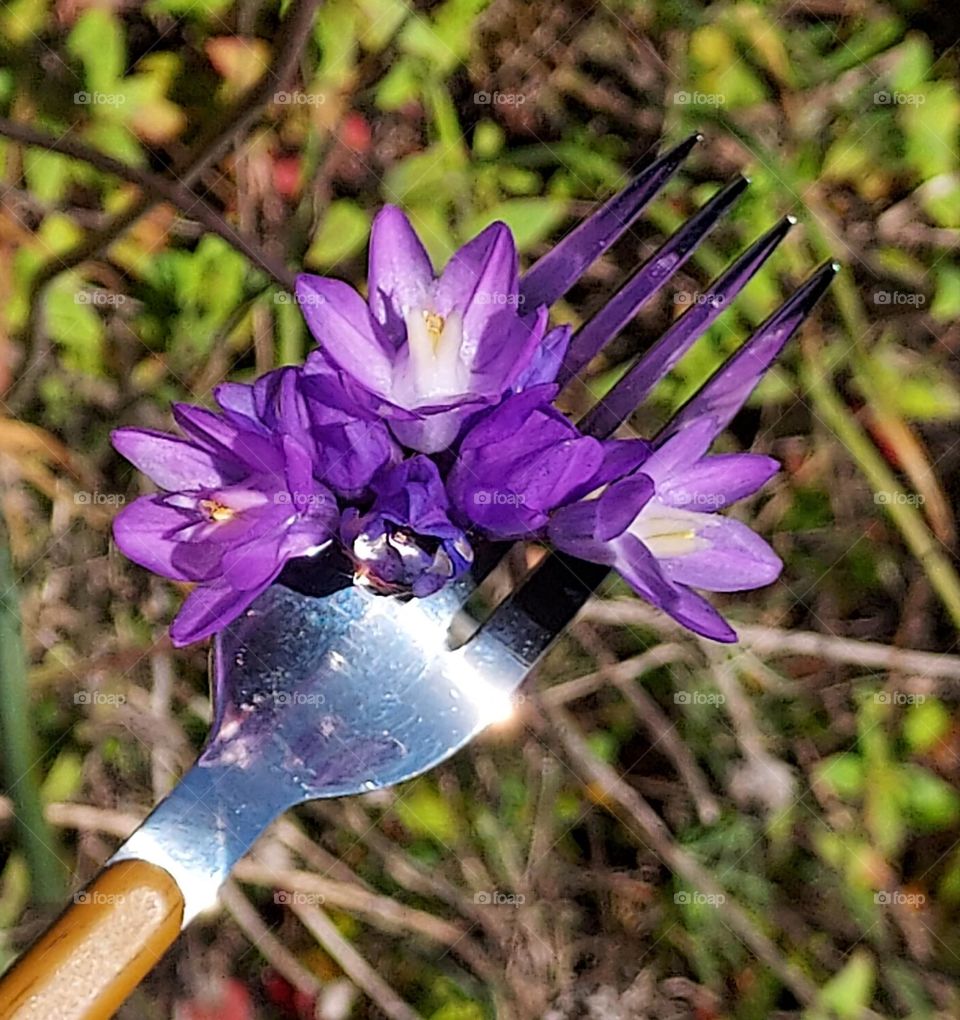 A fork of nature in a field of wild flowers