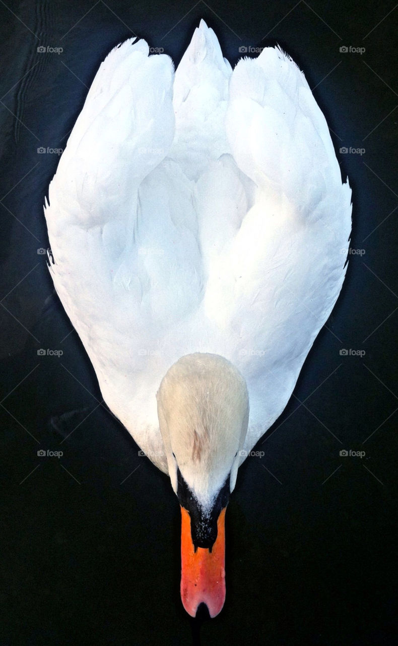 white water swan river by geebee