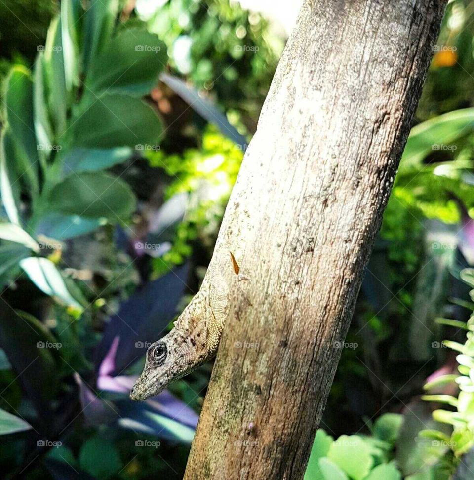 Garden Lizard